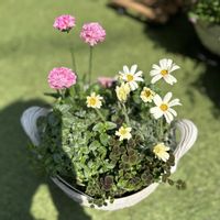 クローバー,ローダンセマム,ローダンセマム レトロクラッカー,ドリメリア デイドリーム,ディアスシア　ダンスデニムの画像