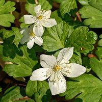 ニリンソウの画像