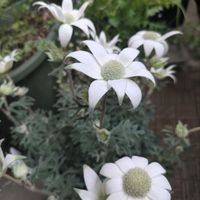 ツバキ,フランネルフラワー,世界平和,被災地にエールを…。,こんな時こそ花をの画像