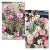 ハナニラ,アリッサム,カタクリ,スミレ,ノースポールの画像