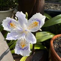 シャガ,小さな庭の画像