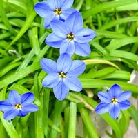 花韮(ハナニラ),ハナニラ（花韮）,ハナニラ（花韮）,小さな庭♡,玄関アプローチの画像