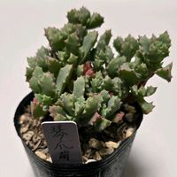 琴爪菊,オスクラリア属 琴爪菊,オスクラリア 属,多肉植物,オスクラリア属の画像