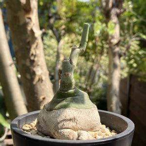 アデニア・グラウカ,多肉植物,塊根植物,コーデックス,花のある暮らしの画像