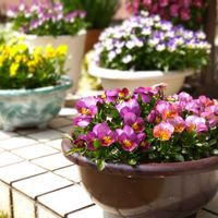 ビオラ,種からビオラ,種まき：ビオラ,ビオラ・パンジー,ビオラの種まきの画像