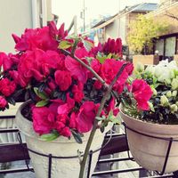 アザレア,屋上,花のある暮らし,古株さん,家庭菜園奮闘日記の画像