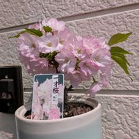 一才桜 旭山,しぞーか勢,静岡県磐田市,キッチン,玄関アプローチの画像