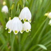 ハナニラ,スノーフレーク,可愛い,白い花,花のある暮らしの画像