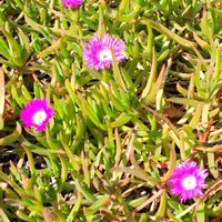 マツバギクの画像