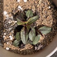 エキナセアの画像