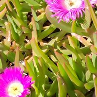 マツバギクの画像