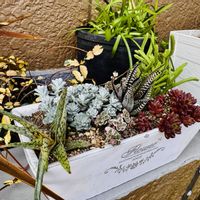 アロエ,多肉植物 寄せ植え,十二の巻,ケープブランコ,スーパーアリッサム・フロスティナイトの画像