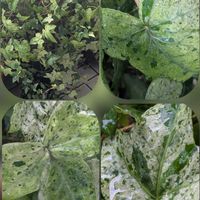 ヘデラ,ヘデラ,ヘデラ,我が家の♡,我が家の♡の画像