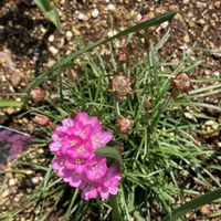 アルメリアの画像