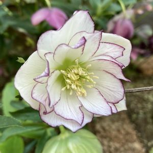 クリスマスローズ,地植え,ガーデニング,多年草,花のある暮らしの画像