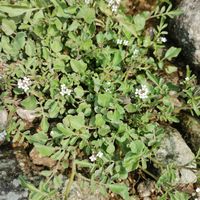 タネツケバナの画像