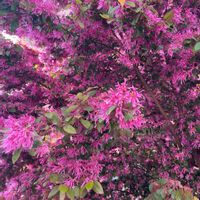 ベニバナトキワマンサクの画像