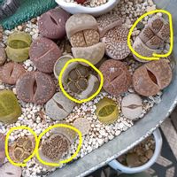 リトープス,多肉植物,分頭の画像