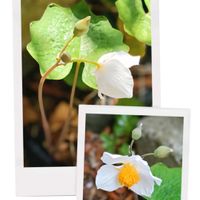 春の庭,学び,美味しい生活,キッチンの画像