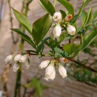 ビワ,ブルーベリー,種まき,軒下,プランター栽培の画像