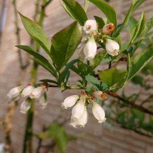 ビワ,ブルーベリー,種まき,軒下,プランター栽培の画像