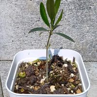 オリーブ,オリーブ シプレッシーノ,一貫性の無さの画像