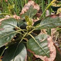 アボカドの画像