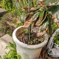 アボカドの画像