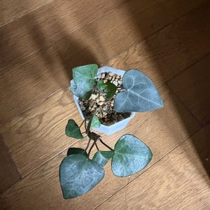 アイビー,アイビー（ヘデラ）,観葉植物,ダイソーの画像