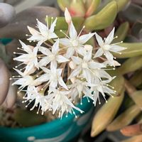 銘月,可愛い,銘月の花☆の画像