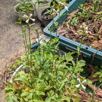 ルッコラの画像