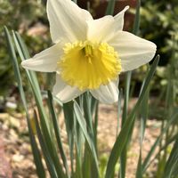 アリッサム,クロッカス,スイセン,バーベナ,オトメツバキの画像