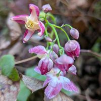 イカリソウ,フッキソウ,イカリソウ サルフレア,イカリソウ・ルブラム,植中毒の画像