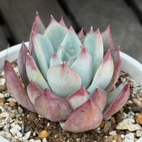 オーロラ,オーロラ,コロラータツンツン,セダム属,エケベリア属の画像