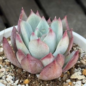 オーロラ,オーロラ,コロラータツンツン,セダム属,エケベリア属の画像