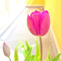 アスター,カーネーション,チューリップ,チューリップ,ピンポンマムの画像