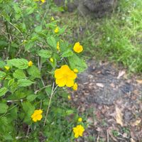 ヤマブキ,ヤマブキの画像