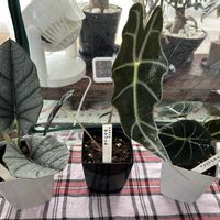 アロカシアの画像