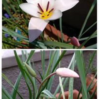 クリスマスローズ,ヒヤシンス,ヒヤシンス,リトルミッシー,ビアホップ の画像