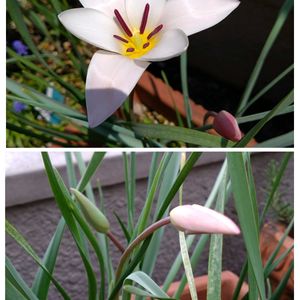 クリスマスローズ,ヒヤシンス,ヒヤシンス,リトルミッシー,ビアホップ の画像