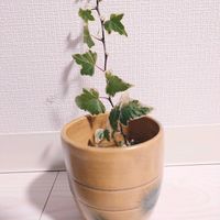 アイビー（ヘデラ）,水耕栽培,小さな幸せ♡,キッチンの画像