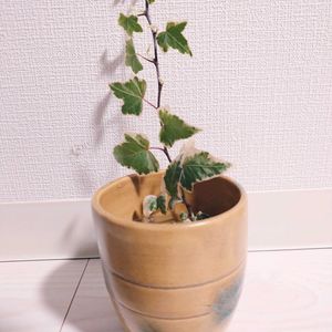 アイビー（ヘデラ）,水耕栽培,小さな幸せ♡,キッチンの画像