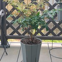 ナンテン,南天の画像