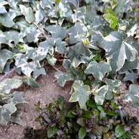 サクラ,ハナズオウ,ペチュニア,アイビー（ヘデラ）,花のある暮らしの画像