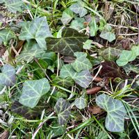 ネモフィラ,アイビー,リュウノヒゲ,0:50,お月様の画像