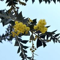 アネモネ,クリスマスローズ,マーガレット,パンジー,ビオラの画像