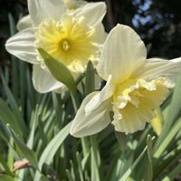 オオイヌノフグリ,菜の花,水仙,東北魂,我ら宮城県民の画像