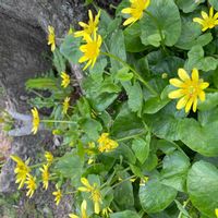 ツワブキの画像