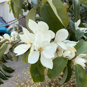 タイサンボクの画像