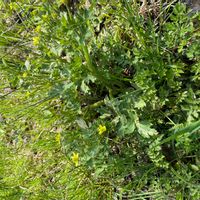 キツネノボタンの画像